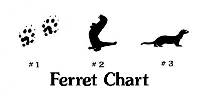A simple black-and-white chart labeled 'Ferret Chart' showing three numbered ferret silhouettes: paw prints labeled #1, a curled body labeled #2, and a side profile labeled #3.