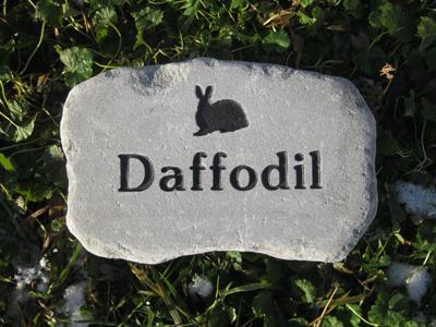 daffodil